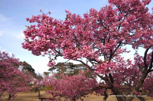 寒緋桜