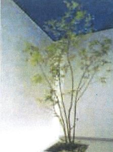 ヒメシャラの木