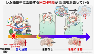 レム睡眠