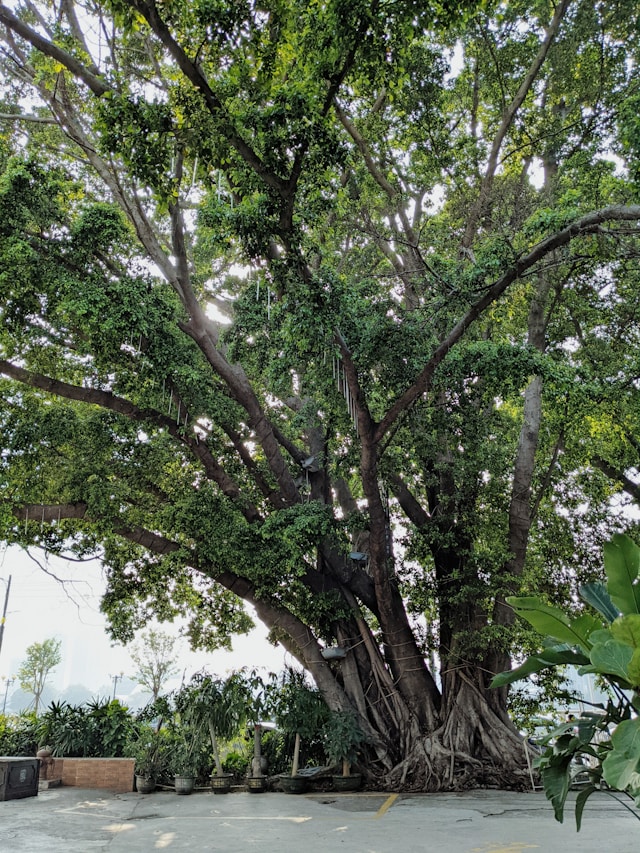 庭の植栽　株立ち