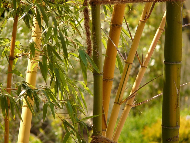 坪庭、植栽