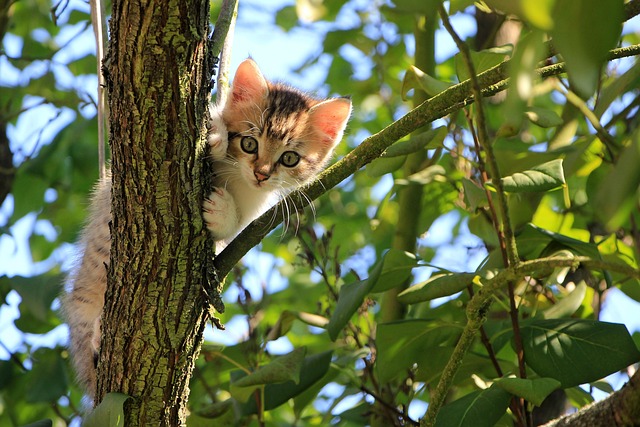 キャットウォーク